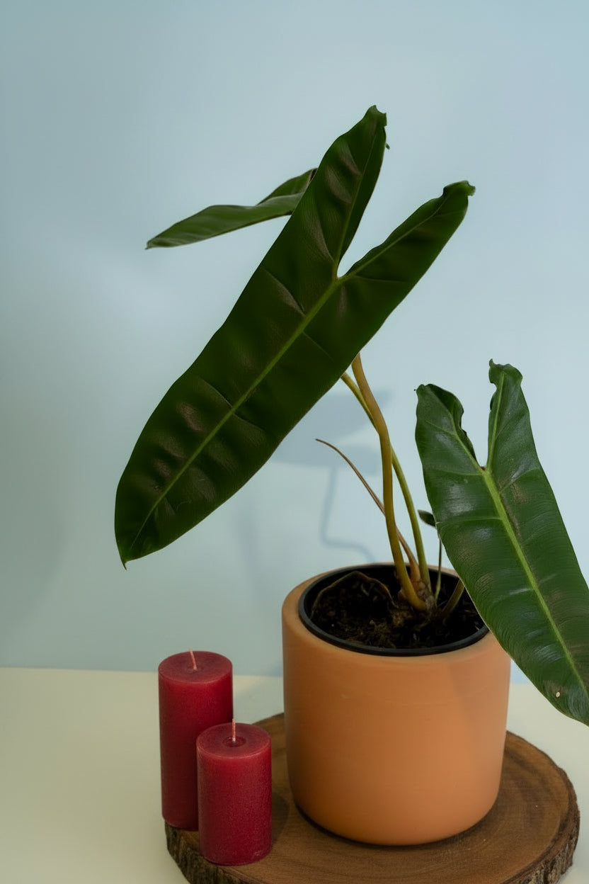 Philodendron Billietiae