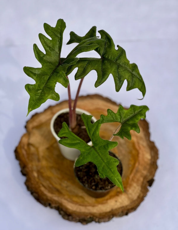 Alocasia Jacklyn