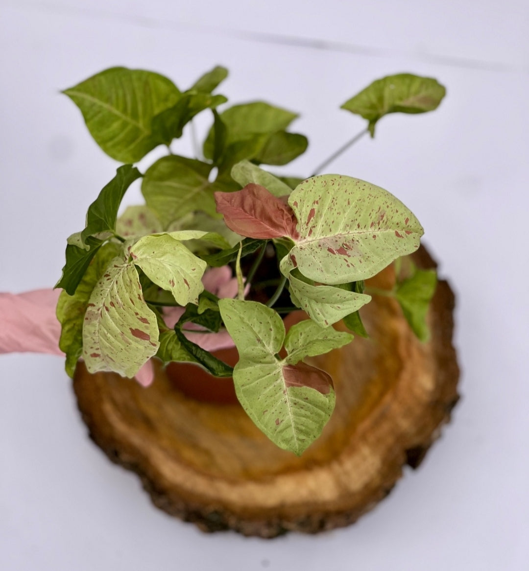 Syngonium Milk Confetti pequeño