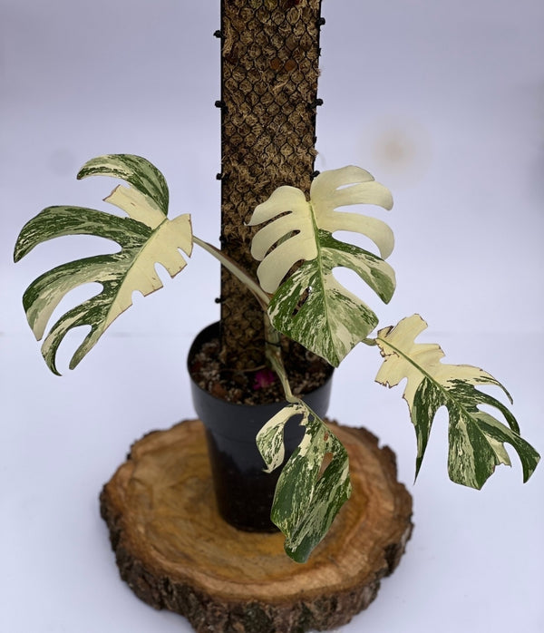 Monstera albo Variegada