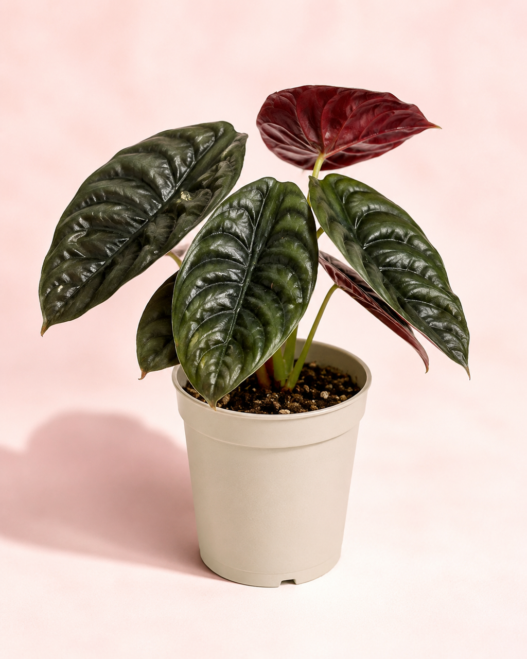 Alocasia Cuprea Red - imagen principal