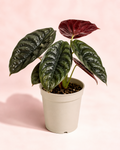 Alocasia Cuprea Red - imagen principal