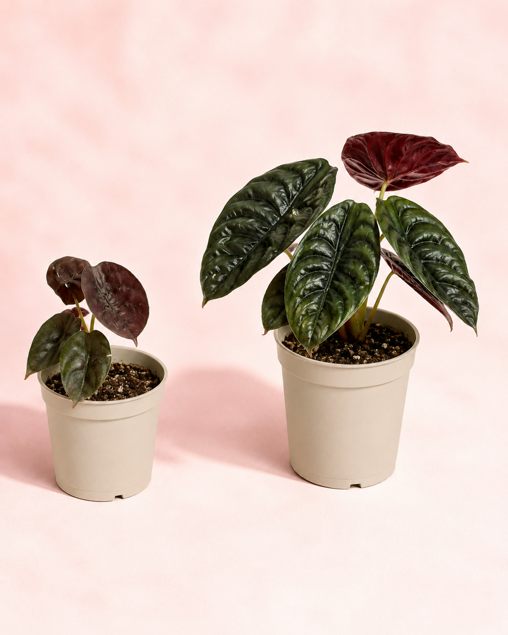 Alocasia Cuprea Red - imagen 3