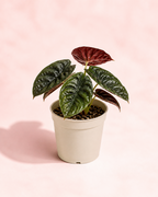 Alocasia Cuprea Red - imagen 4