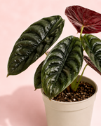 Alocasia Cuprea Red - imagen 5