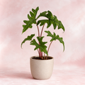 Alocasia Jacklyn - imagen principal