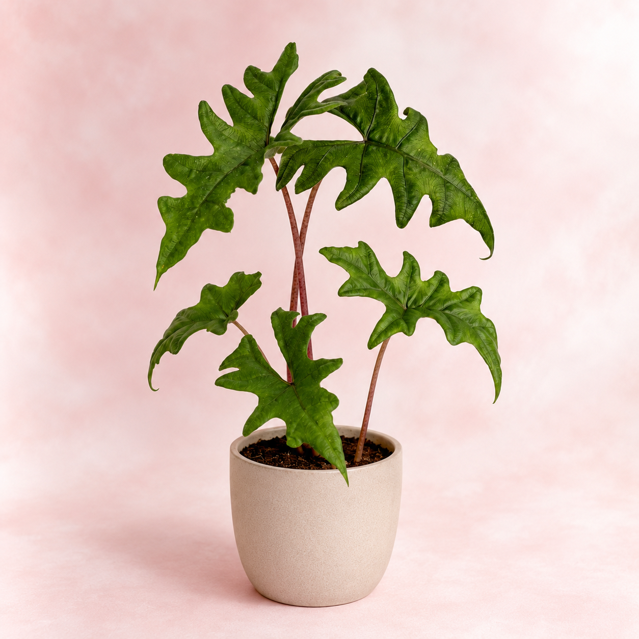 Alocasia Jacklyn - imagen 2