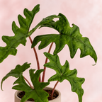 Alocasia Jacklyn - imagen 3