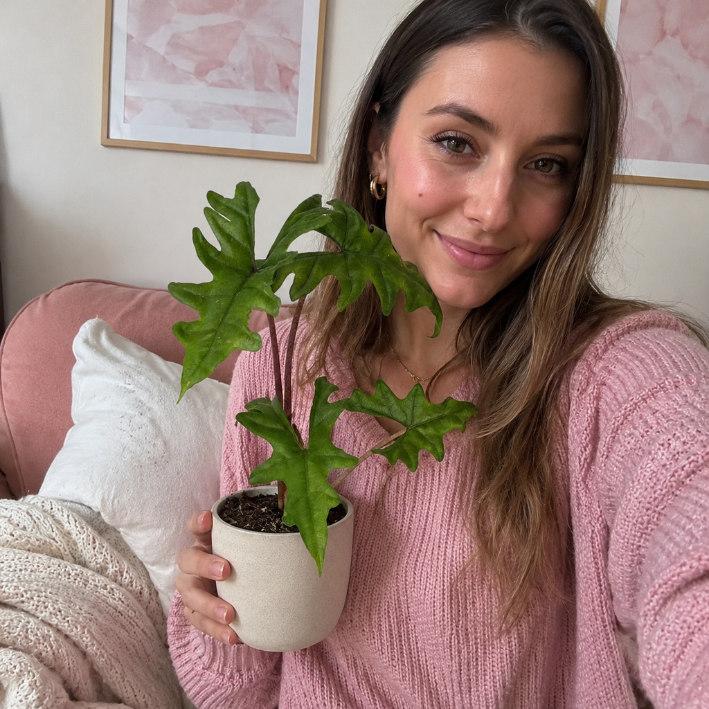 Alocasia Jacklyn - imagen 4