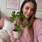 Alocasia Jacklyn - imagen 4