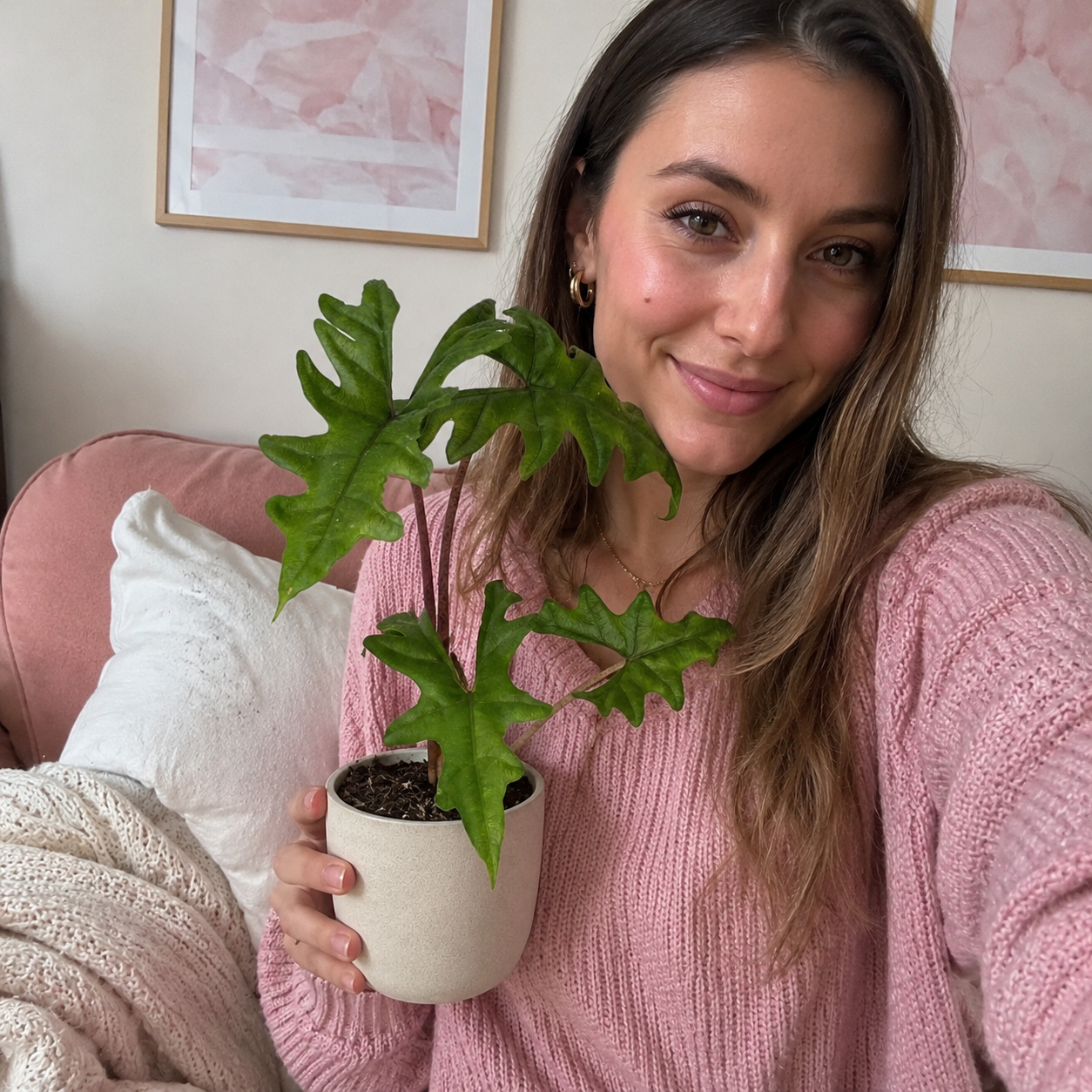 Alocasia Jacklyn - imagen 4