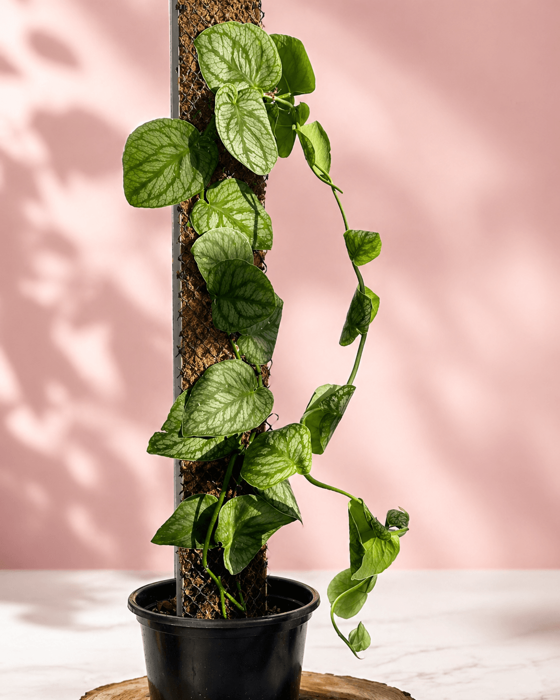 Monsteras Variegadas con Excelente Genética + 🎁 Sustrato de REGALO