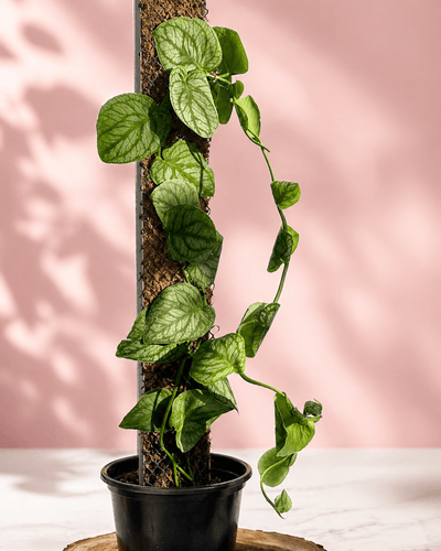 Monsteras Variegadas con Excelente Genética + 🎁 Sustrato de REGALO