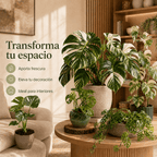 Monsteras Variegadas con Excelente Genética + 🎁 Sustrato de REGALO