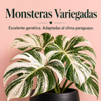 Monsteras Variegadas con Excelente Genética + 🎁 Sustrato de REGALO