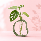 Hidro Flory porta esquejes premium color verde musgo