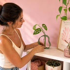 Hidro Flory porta esquejes en uso decorando una repisa