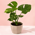 Monstera Thai Constellation - imagen principal