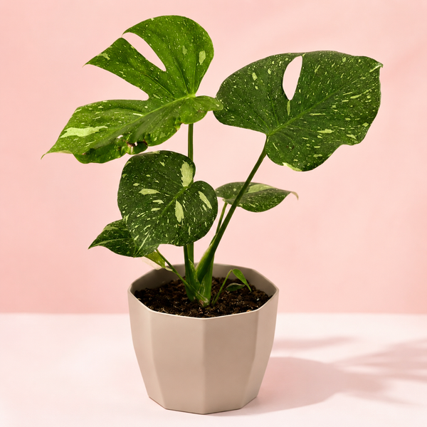 Monstera Thai Constellation - imagen principal