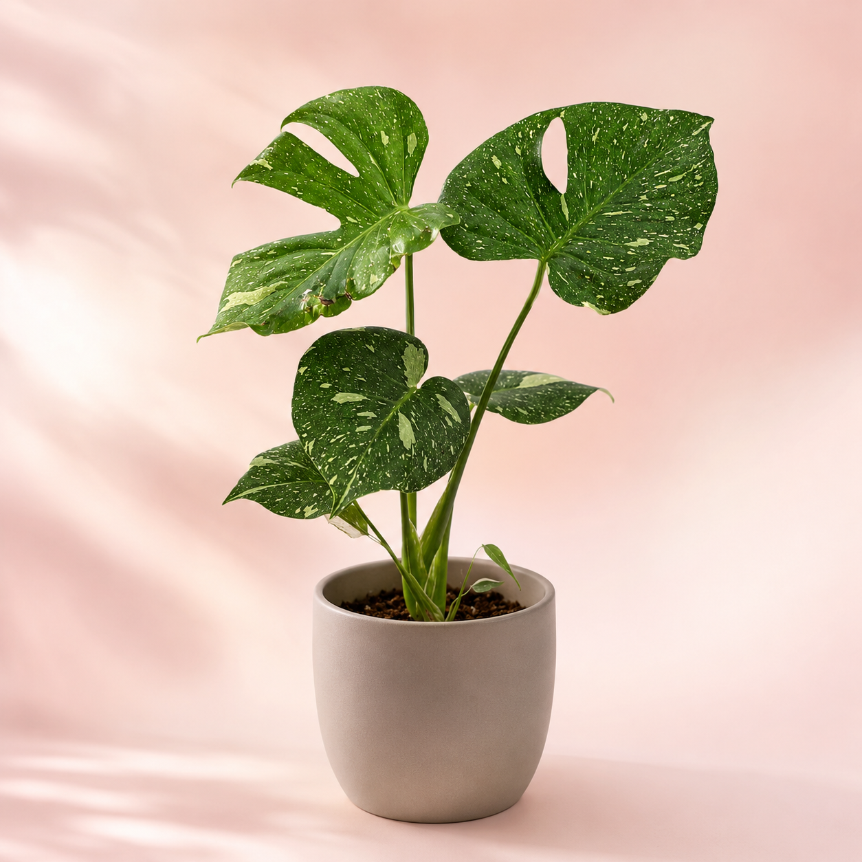Monstera Thai Constellation - imagen 2