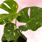 Monstera Thai Constellation - imagen 3